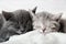 Couple fluffy kitten sleep on blanket. Little baby gray and tabby adorable cat in love are hugging. Cosiness Sleeping kittens
