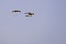 A couple of flying Red-bellied Macaw, Orthopsittaca Manilata, Lagoa Das Araras, Bom Jardim, Nobres, Mato Grosso, Brazil