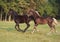Couple of foals friendly play on a meadow