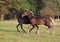Couple of foals friendly play on a meadow