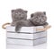 Couple fold cats sitting in a wooden box on a white background