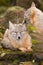 A couple of foxes is sitting on a rock