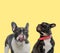 Couple of french bulldog dogs licking mouth and looking up