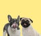 Couple of french bulldog and pug dogs licking mouth happy