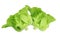 A couple Fresh Organic Green Butter head Lettuce vegetable or Salad vegetable  hight  vitamin,nutrition isolated on white back
