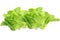 A couple Fresh Organic Green Butter head Lettuce vegetable or Salad vegetable  hight  vitamin,nutrition isolated on white back