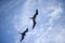 A couple of frigate bird in flight, Mexico