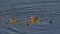 Couple of frogs mating in the pond, reflecting in the water - anura