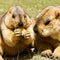 Couple of funny marmots with bisquit on the green grass