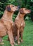 A couple of funny Rhodesian Ridgeback dogs, portrait