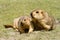 Couple of funny surprising marmots on the green grass