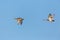 Couple of gadwall ducks anas strepera in flight in blue sky