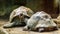 Couple of galapagos tortoises together, one opening its mouth, Vulnerable land turtle specie from the galapagos islands