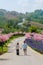 Couple in a Garden with flowers in the mountains of Phetchabun Kha Kho Thailand