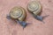 Couple garden snails on red sandstone floor