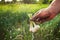 Couple of garlic in hands of farmer