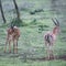 a couple of gazelle are walking in the grass together