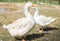 A Couple of geese with red beaks making a heart with their necks