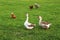Couple of geese, walking on green farm grass, with hens in background.