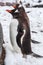 Couple Gentoo Penguins on the snow in Antarctica