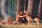 Couple with german shepherd dog near bonfire, nature background.