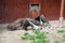 A couple of giant anteaters eat from a plate at Budapest zoo