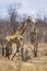 Couple of Giraffe in Kruger National park