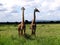 A couple of Giraffes are quarrelling, Tanzania, Ruaha national park