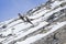 A couple of golden eagles flying at high altitude next to eachother in the Alps of Switzerland.