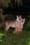 Couple Golden Jackal mating at night