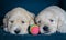 Couple of golden retriever puppies new born playing with a multicolor ball