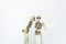 Couple of gossiping skeletons. Pair of skeleton figurine whispering secrets, sharing gossips