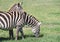 A couple of Grant`s Zebra in the Ngorongoro Crater Conservation Area, Tanzania, East Africa. The Female put the head on the male