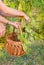 Couple in grape picking at the vineyard with a basket