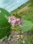 Couple of Grasshopper sitting on the plant of Calotropis