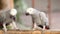 Couple Gray African Parrot kissing and take care together