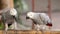 Couple Gray African Parrot kissing and take care together