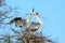 Couple of gray herons building their nest in the Camargue national park