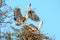 Couple of gray herons building their nest in the Camargue national park