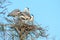 Couple of gray herons building their nest in the Camargue national park