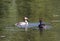 Couple great crested grebe Podiceps cristatus with chick in the lake