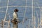 Couple great crested grebe Podiceps cristatus during copulation