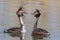 Couple great crested grebe Podiceps cristatus during mating ritual