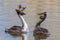 Couple great crested grebe & x28;Podiceps cristatus& x29; during mating ritual in breeding plumage