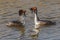 Couple of great crested grebes