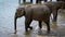 A couple of great elephants standing in a pond in a park.