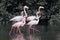 A couple of greater flamingos Phoenicopterus roseus and lesser flamingos Phoeniconaias minor seen in the wetlands near Airoli