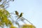 Couple of Green bee-eaters