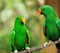 Couple of green eclectus parrots