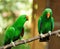 Couple of green eclectus parrots